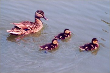 Mallard Duck with ducklings