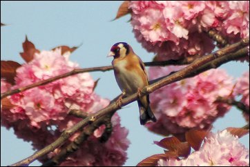 Robin