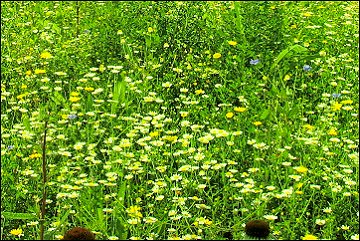 Acklam Road wildlife meadow